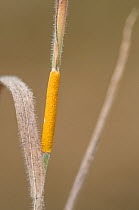 Choke (Epichloe typhina) an ascomycete fungus growing on grass, Devon, England, UK, July.