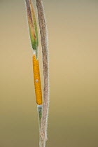 Choke ( Epichloe typhina) an ascomycete fungus growing on grass, Devon, England, UK, July.