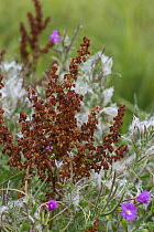 Dock (Rumex sp) seeds in autumn, and Greater Willowherb (Epilobium hirsutum) Surrey, England, UK, September.