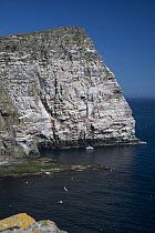 Cliffs with Gannet (Morus bassanus) colony and tourist boat of birdwatchers, at Hermaness, Shetland, Scotland, May 2013.