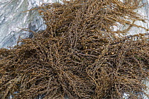Japanese wireweed (Sargassum muticum) alien species from Japan, Devon, England, UK, July.