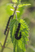 Peacock Butterfly (Inachis io) larvae on Nettle (Urtica) Surrey, England.