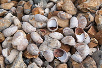Slipper Limpet (Crepidula fornicata) shells on beach. Whitstable, Kent, England, UK, August.