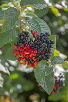 Wayfaring Tree (Viburnum lantana)  berries, Surrey, England, UK, August.