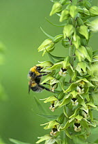 White- tailed bumblebee (Bombus lucorum) male on Broad Leaved Helleborine (Epipactis helleborine) Surrey, England, August.