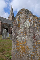 Lichens including Xanthoria parietina and Ochrolechia parella on tombstones in village churchyard. Slapton, Devon, England, UK, July 2013.