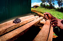 Eastern gorilla (Gorilla beringei beringei) confiscated juvenile recovered by National Park authorities from poachers, awaiting release to the wild in wooden crate, with hand reaching out, Djomba, Vir...