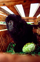 Eastern gorilla (Gorilla beringei beringei) juvenile confiscated from poachers by national park authorities from poachers, awaiting release to the wild in wooden crate, Djomba, Virunga National Park,...