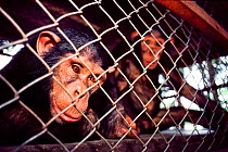 Eastern chimpanzee (Pan troglodytes schweinfurthii) juveniles in cage, confiscated from poachers, housed in Epulu, Okapi Wildlife Reserve, Orientale Province, North-East, Democratic Republic of Congo.