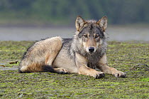 Vancouver Island Grey wolf (Canis lupus crassodon) alpha female, Vancouver Island, British Columbia, Canada.