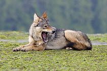 Vancouver Island Grey wolf (Canis lupus crassodon) alpha female yawning, Vancouver Island, British Columbia, Canada, August.