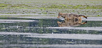 Vancouver Island Grey wolf (Canis lupus crassodon) alpha female swimming across estuary, Vancouver Island, British Columbia, Canada, August.