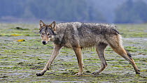 Vancouver Island Grey wolf (Canis lupus crassodon) alpha female walking, Vancouver Island, British Columbia, Canada, August.