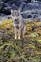 Vancouver Island Grey wolf (Canis lupus crassodon) alpha female, portrait, Vancouver Island, British Columbia, Canada, August.