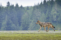 Vancouver Island Grey wolf (Canis lupus crassodon) in habitat, Vancouver Island, British Columbia, Canada.