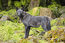 Vancouver Island Grey wolf (Canis lupus crassodon) dark morph Vancouver Island, British Columbia, Canada.