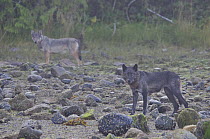 Vancouver Island Grey wolf (Canis lupus crassodon) dark morph and light morph, Vancouver Island, British Columbia, Canada.