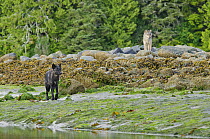 Vancouver Island Grey wolf (Canis lupus crassodon) dark morph and light morph, Vancouver Island, British Columbia, Canada.