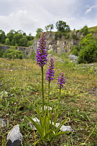 Fragrant orchids (Gymnadenia conopsea) growing in an abandoned quarry, Derbyshire, Peak District National Park, England, UK, July.