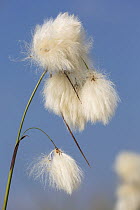 Cotton grass (Eriophorum angustifolium) seed heads.  Hallam Moor, near Sheffield, England, UK, July.