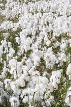 Cotton grass (Eriophorum angustifolium) with seed heads.  Hallam Moor, near Sheffield, England, UK, July.