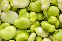 Organically grown shelled broad beans (Vicia faba) close-up