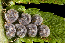 Spore capsules from male Basket ferm (Dryopteris filix-mas)