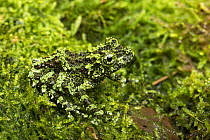 Mossy frog (Theloderma corticale) captive from Vietnam