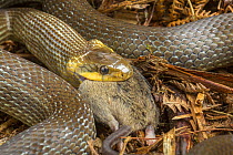 Aesculapian snake (Zamenis longissimus) eating mouse, captive, native to southern Europe.
