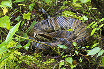 Florida cottonmouth snake (Agkistrodon piscivorus conanti) coiled among vegetation, Corkscrew Swamp, Florida, USA, April.