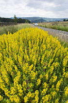 Yellow loosestrife (Lysimachia vulgaris) in flower, growing at the edge of a country road, near Hathersage, Deryshire, Peak District, England,  UK, July.