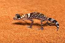 Australian fat-tailed gecko (Underwoodisaurus milii) hatching, captive, from Australia.