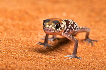 Australian fat-tailed gecko (Underwoodisaurus milii) hatching, captive, from Australia.