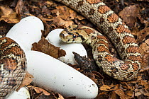 Leopard snake (Zamenis situla) with clutch of recently laid eggs, captive, native to south east Europe.