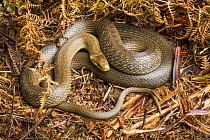 Aesculapian snake (Zamenis longissimus) captive, native to southern Europe
