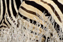 Close up of stripes of Burchell's zebras (Equus quagga burchellii), Etosha NP, Namibia.