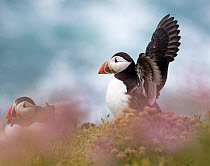 Two Puffins (Fratercula arctica), with one flapping its wings, among coastal thrift (Armeria maritima). Great Saltee, Saltee Islands, Co. Wexford, Republic of Ireland, June.