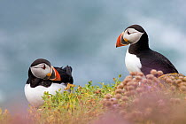 Two Puffins (Fratercula arctica)  looking at each other, among coastal thrift (Armeria maritima). Great Saltee, Saltee Islands, Co. Wexford, Republic of Ireland, June.