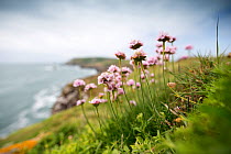 Flowering Thrift (Armeria maritima) photographed on Great Saltee with a view of the island behind. Great Saltee, Saltee Islands, Co. Wexford, Republic of Ireland, June.