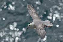 Fulmar (Fulmarus glacialis) in flight. Great Saltee, Saltee Islands, Co. Wexford, Republic of Ireland, June.
