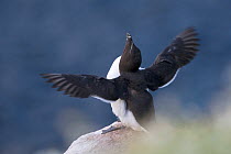Razorbill (Alca torda) sitting at the edge of a cliff and flapping its wings. Great Saltee, Saltee Islands, County Wexford, Republic of Ireland, June.
