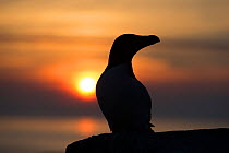 Razorbill (Alca torda) silhouette portrait, sitting at the edge of a cliff at sunset. Great Saltee, Saltee Islands, County Wexford, Republic of Ireland, June.