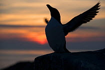 Razorbill (Alca torda) silhouette portrait, sitting at the edge of a cliff at sunset. Great Saltee, Saltee Islands, County Wexford, Republic of Ireland, June.