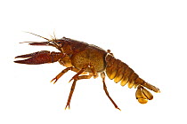 European crayfish (Astacus astacus) Idar- Oberstein, Hunsruck, Germany, January. Meetyourneighbours.net project