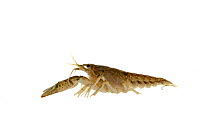 Calico crayfish (Orconectes immunis) Idar-Oberstein, Hunsruck, Germany, January. Meetyourneighbours.net project