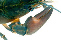 Signal crayfish (Pacifastacus leniusculus) Idar-Oberstein, Hunsruck, Germany, January. Meetyourneighbours.net project
