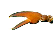 Signal crayfish (Pacifastacus leniusculus) claw, Idar-Oberstein, Hunsruck, Germany, January. Meetyourneighbours.net project