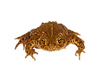 Natterjack toad (Bufo calamita) Munster-Sarmsheim, Rhineland-Palatinate, Germany, May. Meetyourneighbours.net project