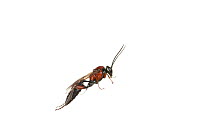 Parasitic wasp (Neotypus melanocephalus) Erpolzheim, Rhineland-Palatinate, Germany, August. Meetyourneighbours.net project