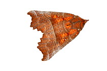 The herald moth (Scoliopteryx libatrix) Wilgartswiesen, Rhineland-Palatinate, Germany, February. Meetyourneighbours.net project